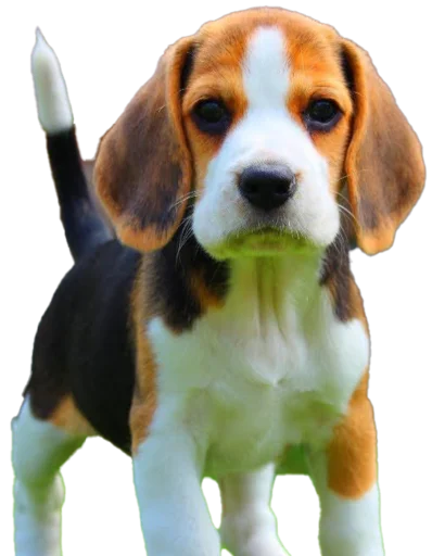 😄 Стикер «beagle-1» для Telegram