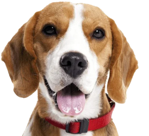 😃 Стикер «beagle-1» для Telegram
