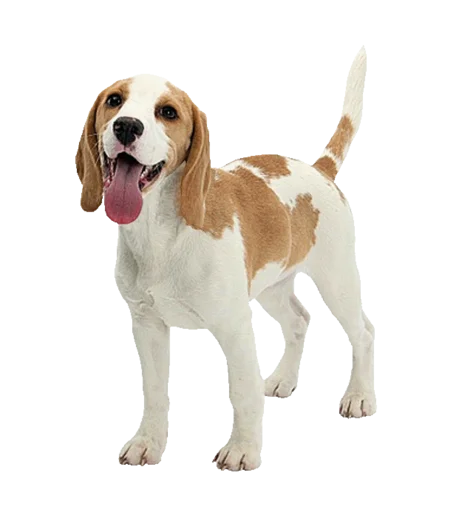 😁 Стикер «beagle-1» для Telegram