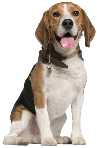 😀 Стикер «beagle-1» для Telegram
