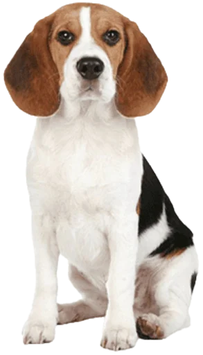 🪑 Стикер «beagle-1» для Telegram