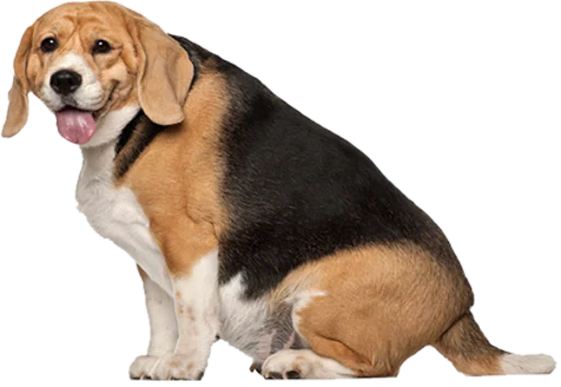 🥓 Стикер «beagle-1» для Telegram
