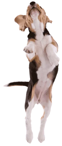 🥏 Стикер «beagle-1» для Telegram