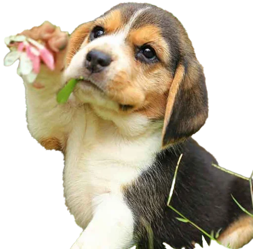 🥀 Стикер «beagle-1» для Telegram