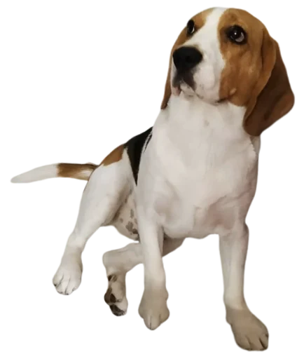 🤪 Стикер «beagle-1» для Telegram