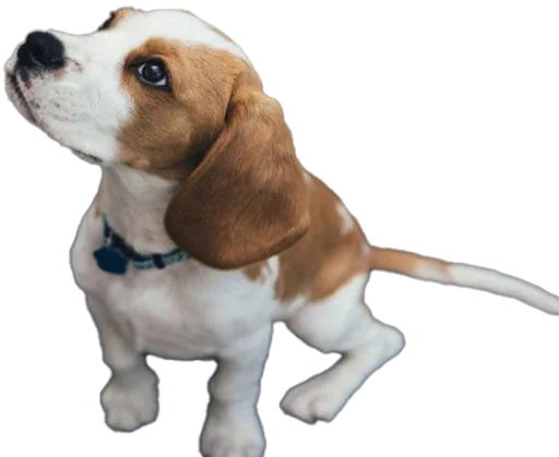 🤩 Стикер «beagle-1» для Telegram