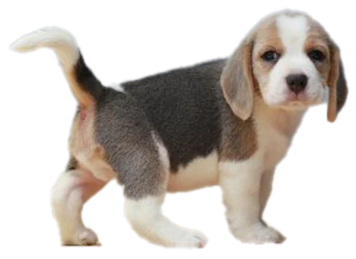 🐕 Стикер «beagle-1» для Telegram