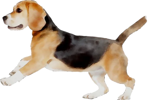 🏃 Стикер «beagle-1» для Telegram