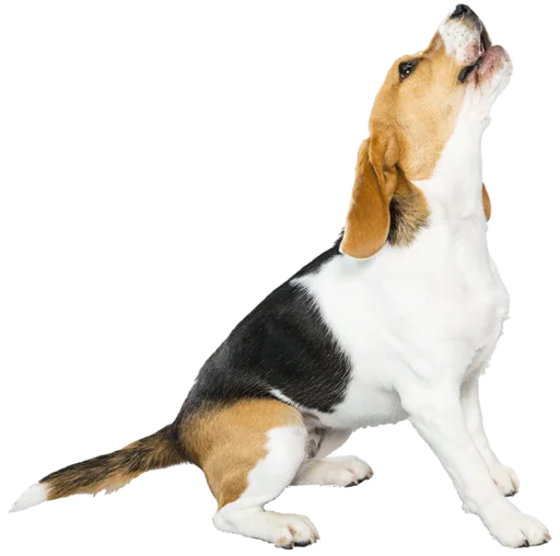 🎶 Стикер «beagle-1» для Telegram