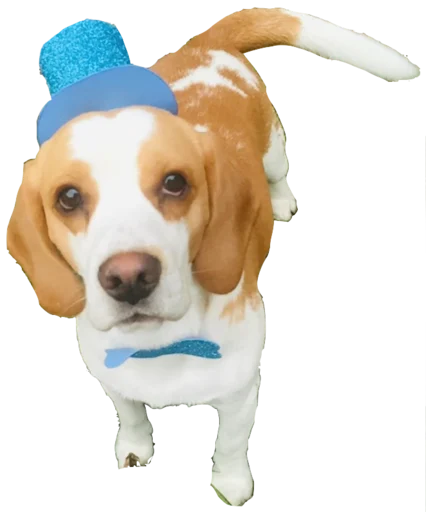 🎩 Стикер «beagle-1» для Telegram