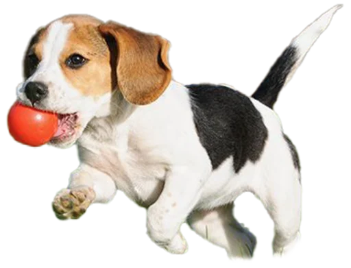 ⛹️ Стикер «beagle-1» для Telegram
