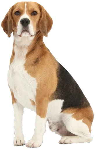 ☺️ Стикер «beagle-1» для Telegram