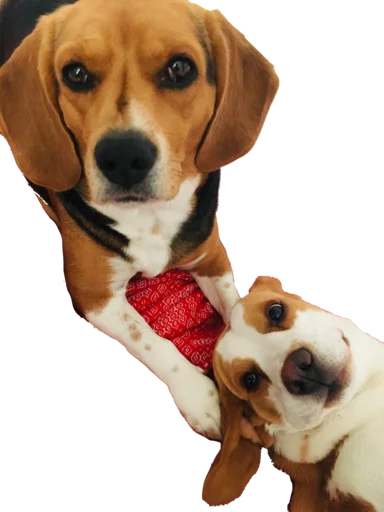 👩‍👦 Стикер «beagle-1» для Telegram