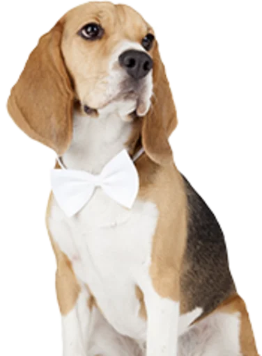 👔 Стикер «beagle-1» для Telegram