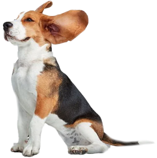 👂 Стикер «beagle-1» для Telegram