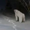 Стикер 7 Медведь из 2026