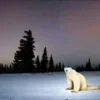 Обложка набора Медведь из 2026