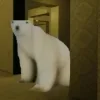 Стикер 6 Медведь из 2026