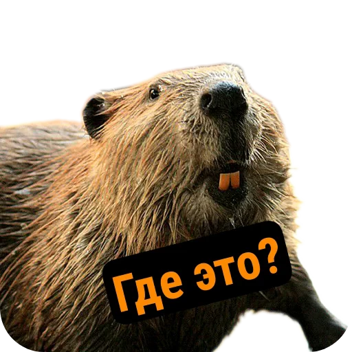 🏙 Стикер «Бобры Милашки» для Telegram
