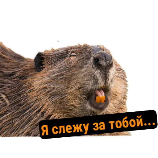 😑 Стикер «Бобры Милашки» для Telegram