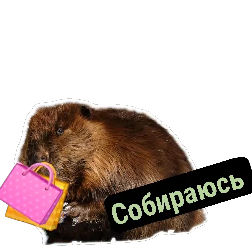 👜 Стикер «Бобры Милашки» для Telegram