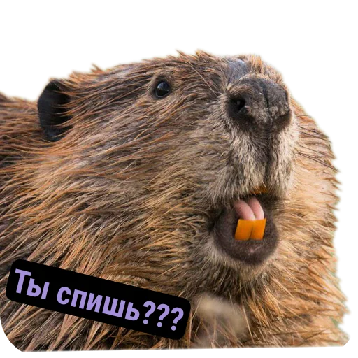 🛌 Стикер «Бобры Милашки» для Telegram