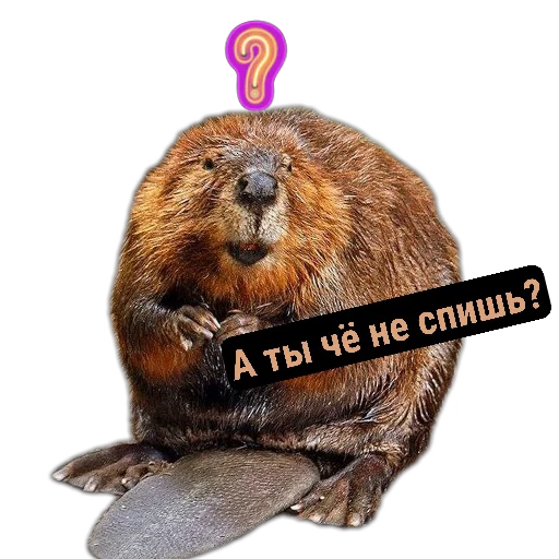 ❓ Стикер «Бобры Милашки» для Telegram
