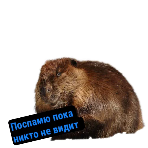 😈 Стикер «Бобры Милашки» для Telegram