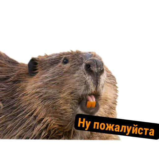 🥺 Стикер «Бобры Милашки» для Telegram