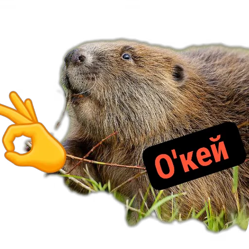 👍 Стикер «Бобры Милашки» для Telegram