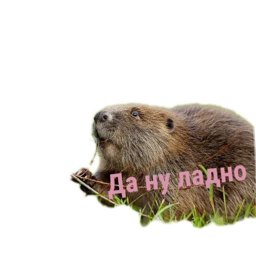 🦫 Стикер «Бобры Милашки» для Telegram