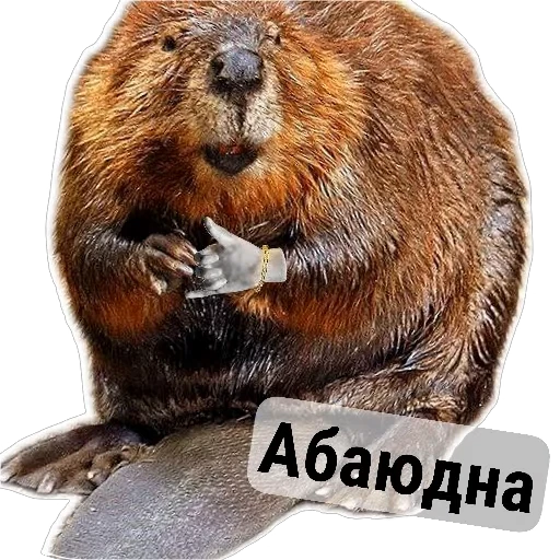 🤙 Стикер «Бобры Милашки» для Telegram