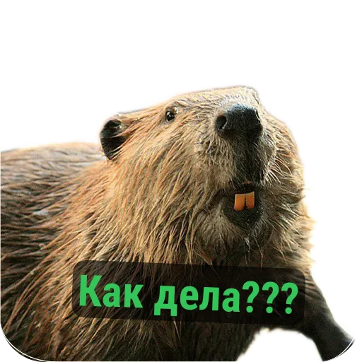 🦫 Стикер «Бобры Милашки» для Telegram