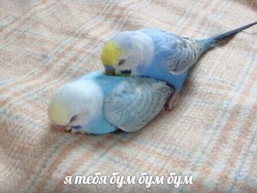 ☺️ Стикер «(∪.∪ )...zzz» для Telegram