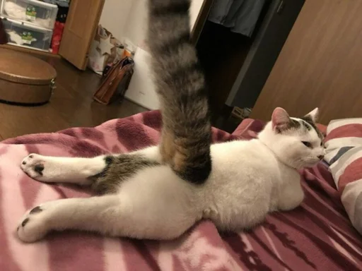 😏 Стикер «(∪.∪ )...zzz» для Telegram