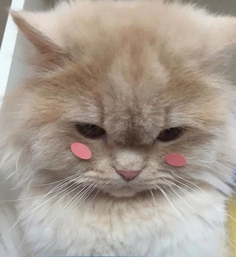 🥺 Стикер «(∪.∪ )...zzz» для Telegram