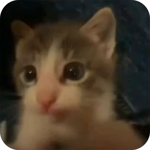 😽 Стикер «bebe 3859» для Telegram