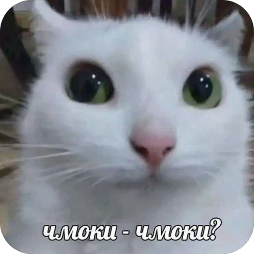 Стикерпак «bebe 3859» для Telegram — обложка