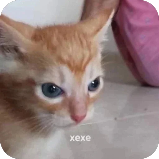 🫥 Стикер «bebe 3859» для Telegram