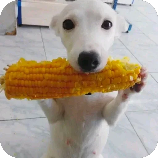 🫥 Стикер «bebe 3859» для Telegram