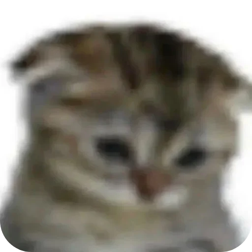 🥺 Стикер «bebe 3859» для Telegram