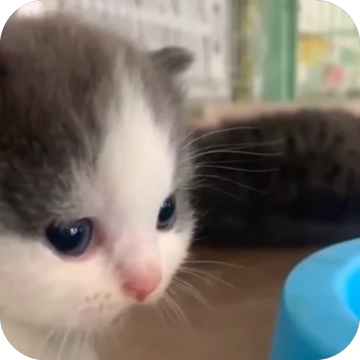 😵 Стикер «bebe 3859» для Telegram