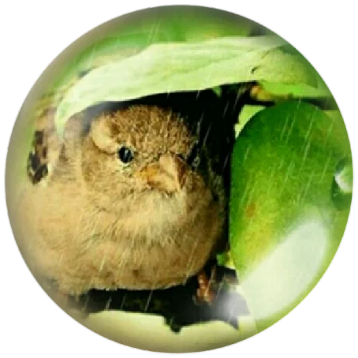 🐤 Стикер «autumnpoet» для Telegram