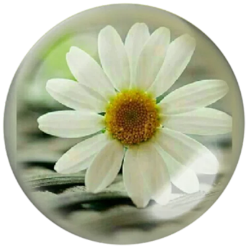 🌸 Стикер «autumnpoet» для Telegram