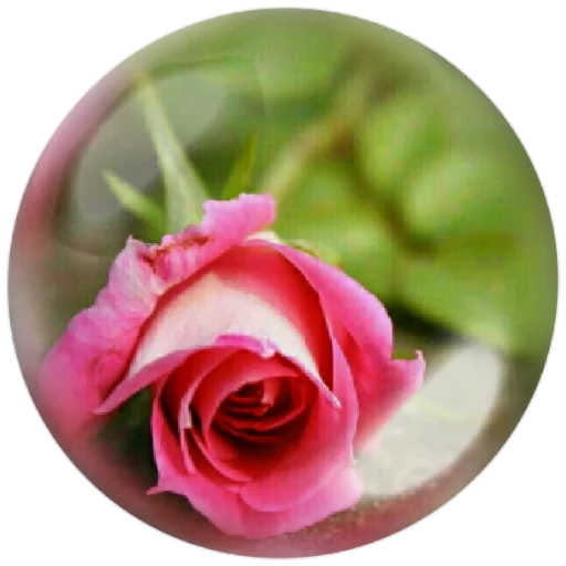 🌺 Стикер «autumnpoet» для Telegram