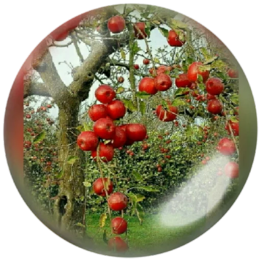 🍎 Стикер «autumnpoet» для Telegram
