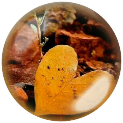 🍁 Стикер «autumnpoet» для Telegram