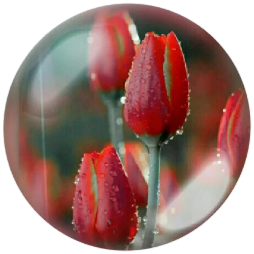 🌷 Стикер «autumnpoet» для Telegram