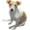 😐 Эмодзи «belle the dog» для Telegram