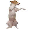 💃 Эмодзи «belle the dog» для Telegram